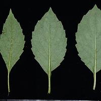 林荫合耳菊