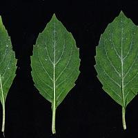 林荫合耳菊