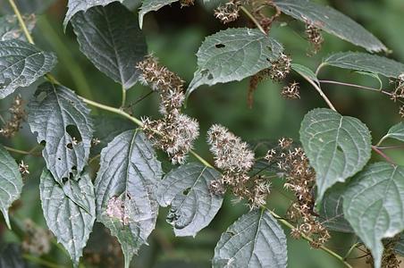 三舌合耳菊