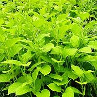 合耳菊