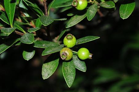 轮叶蒲桃 - 图片/介绍/花期/花语/知识 - 千草植物