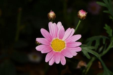 木茼蒿