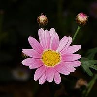 木茼蒿