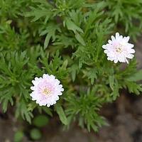 木茼蒿