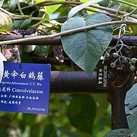 黄伞白鹤藤