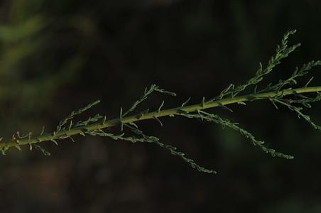 长穗柽柳
