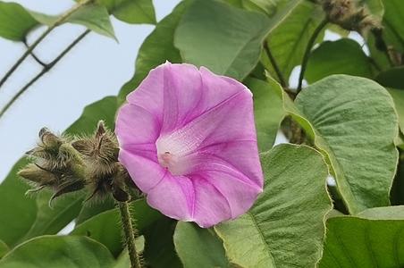 黄毛银背藤