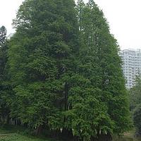 落羽杉