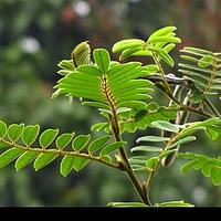 西非灰毛豆
