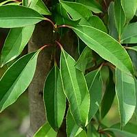 云南厚皮香