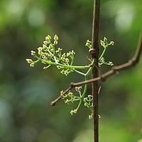 茎花崖爬藤