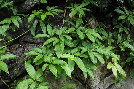 角花崖爬藤