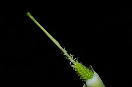 刺棒南星