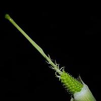 刺棒南星