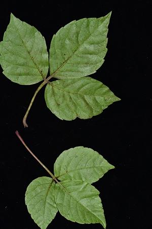 菱叶崖爬藤
