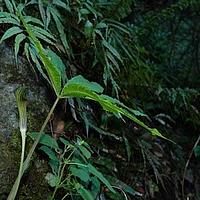 刺棒南星
