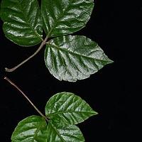 菱叶崖爬藤