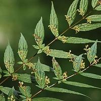 香科科属
