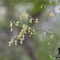 亚欧唐松草