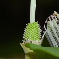 象头花