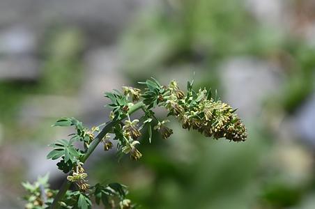 芸香叶唐松草