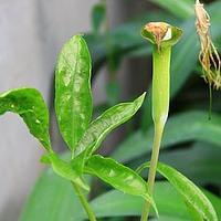 黎婆花