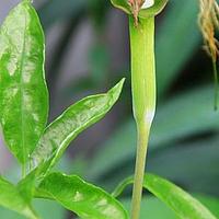 黎婆花