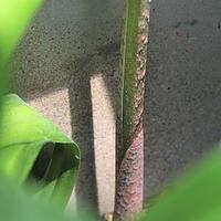黎婆花