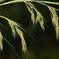 菅