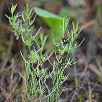 滇西百蕊草