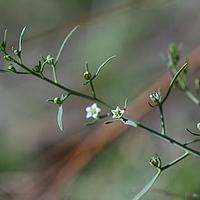 滇西百蕊草