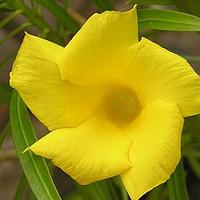 黄花夹竹桃属