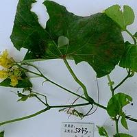 头花赤瓟