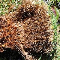 囊种草属
