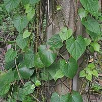 波叶青牛胆