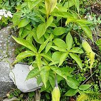 东俄洛南星