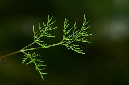 细叶东俄芹 - 图片/介绍/花期/花语/知识 - 千草植物
