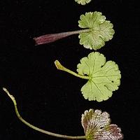 单叶瘤果芹 - 图片/介绍/花期/花语/知识 - 千草植物