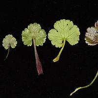 单叶瘤果芹 - 图片/介绍/花期/花语/知识 - 千草植物