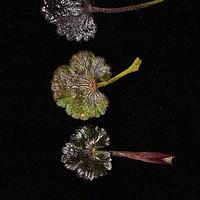 单叶瘤果芹 - 图片/介绍/花期/花语/知识 - 千草植物
