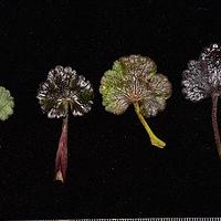 单叶瘤果芹 - 图片/介绍/花期/花语/知识 - 千草植物