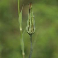 黄花婆罗门参