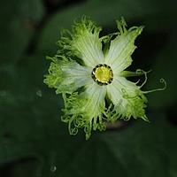湘桂栝楼