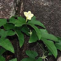 湘桂栝楼