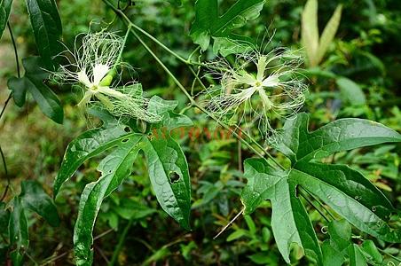 中华栝楼 - 图片/介绍/花期/花语/知识 - 千草植物