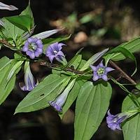细茎双蝴蝶