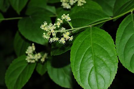 雷公藤药酒图片