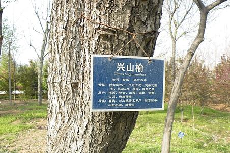 兴山榆