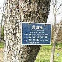 兴山榆
