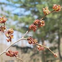 欧洲白榆